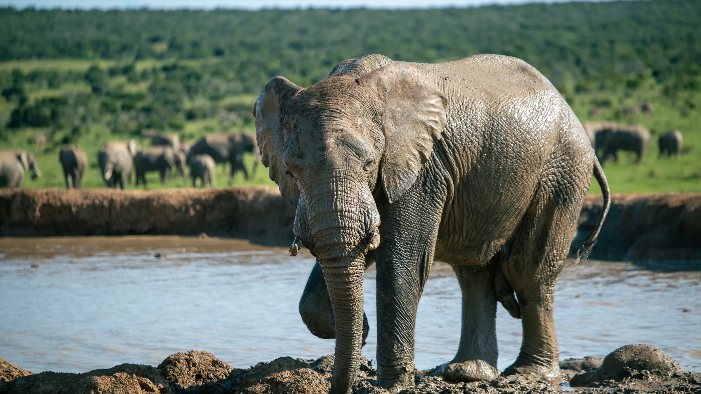 Elefant am Wasser im Addo Elephant National Park, Blick in die Kamera