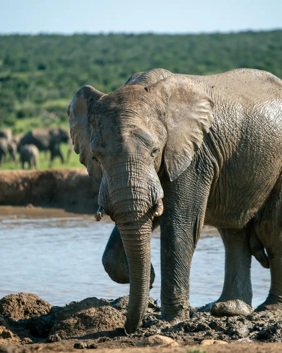 Elefant am Wasser im Addo Elephant National Park, Blick in die Kamera