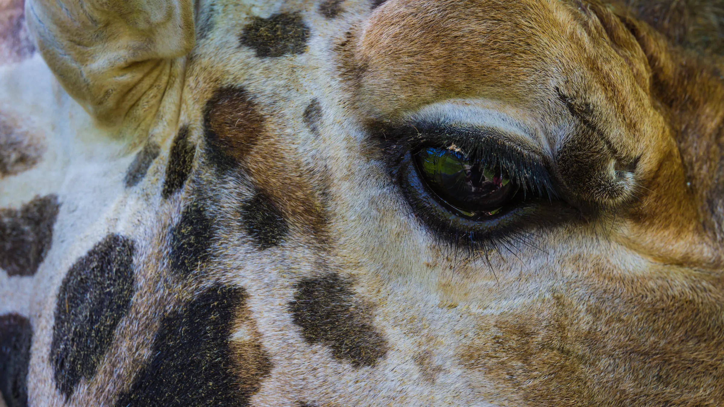 Auge und Fell einer Giraffe in Großaufnahme