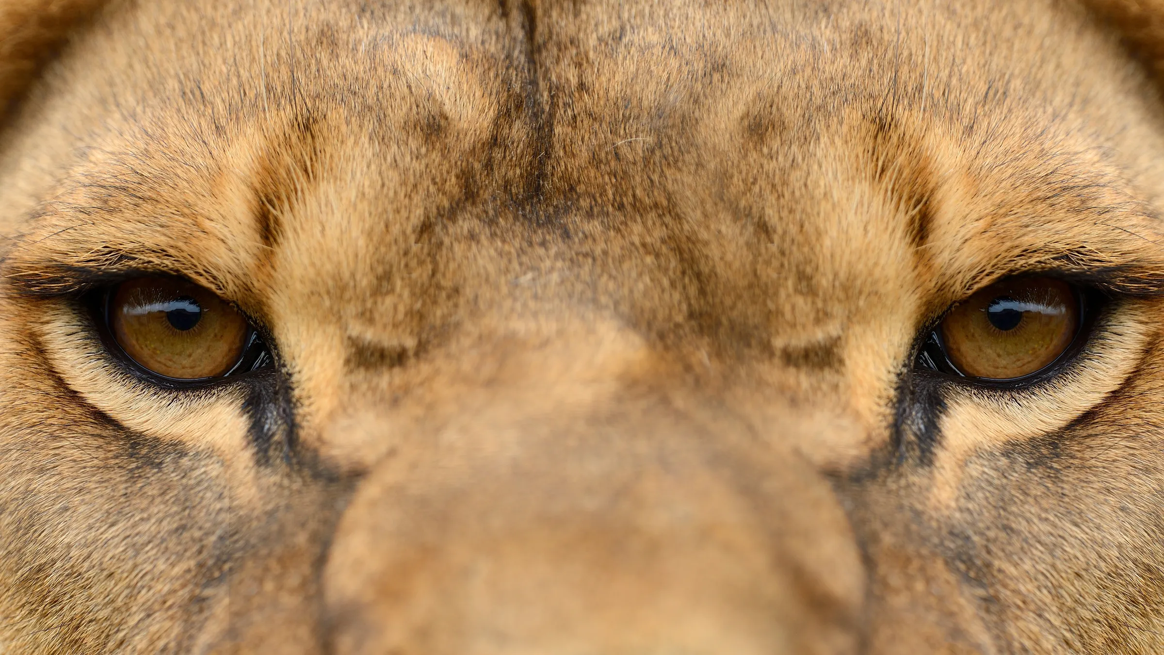 Augen einer Löwin in Großaufnahme