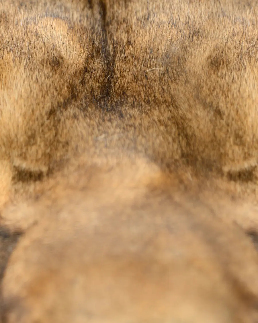 Augen einer Löwin in Großaufnahme
