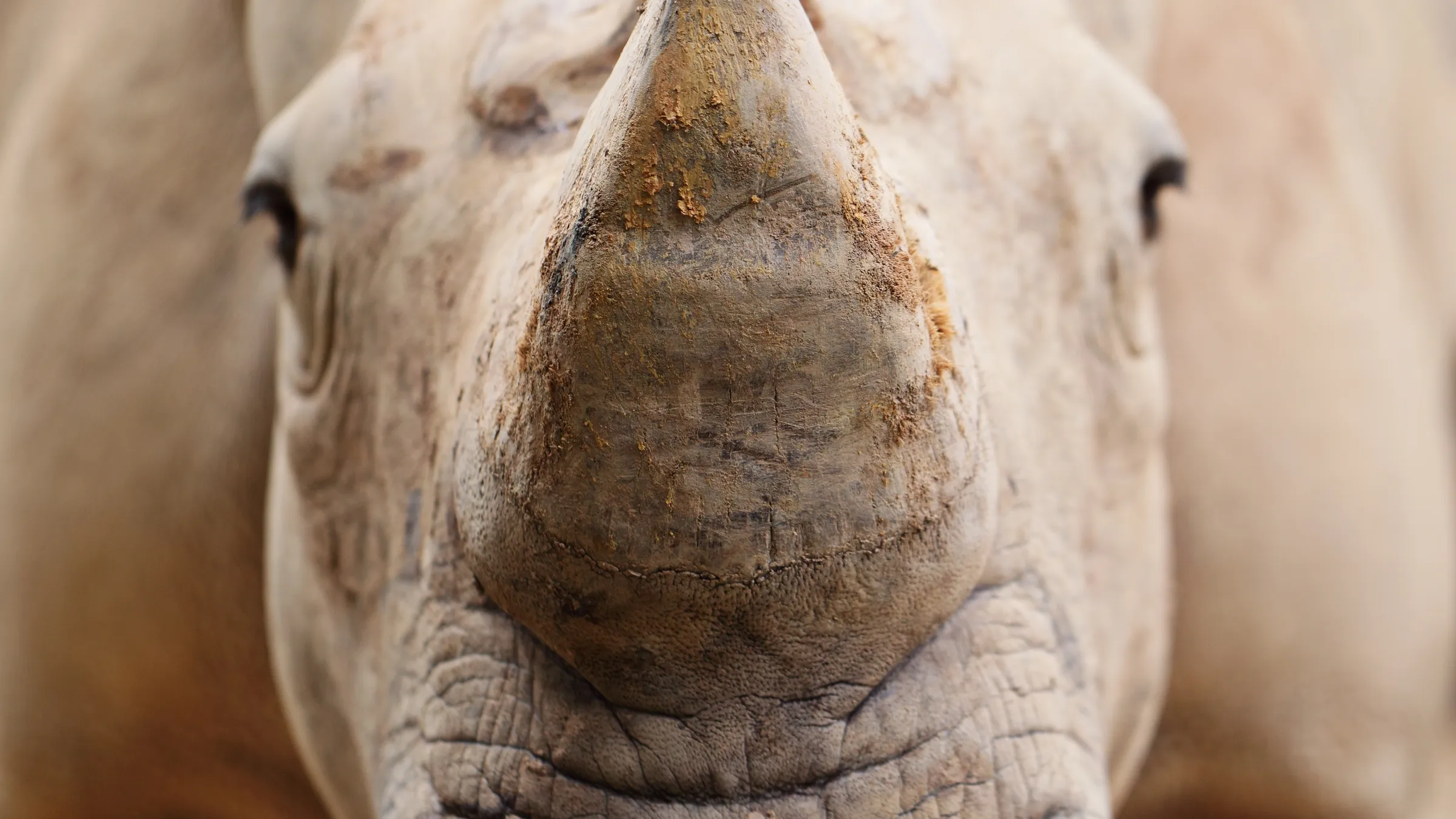 Nashorn frontal in Großaufnahme, Horn und Haut