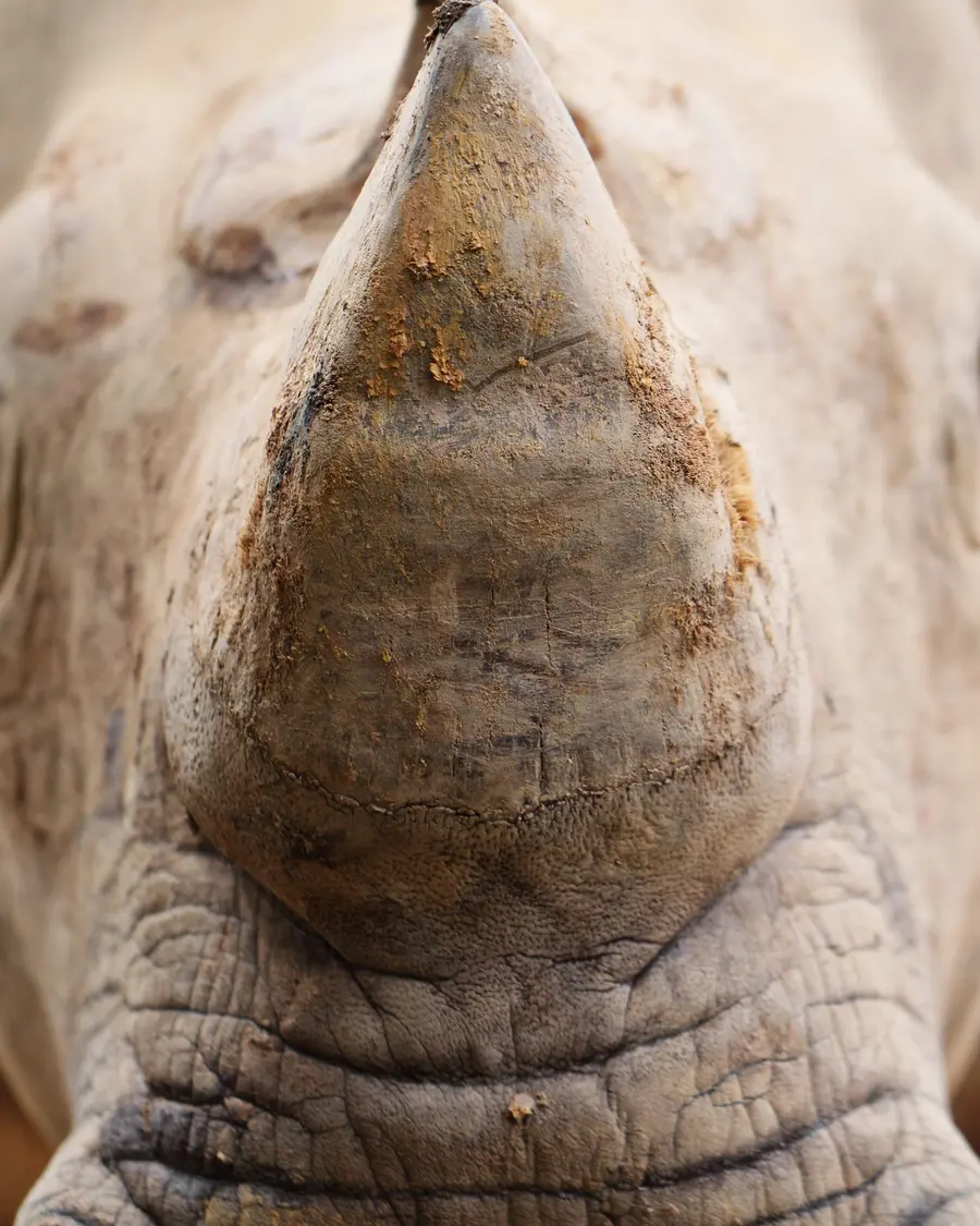 Nashorn frontal in Großaufnahme, Horn und Haut