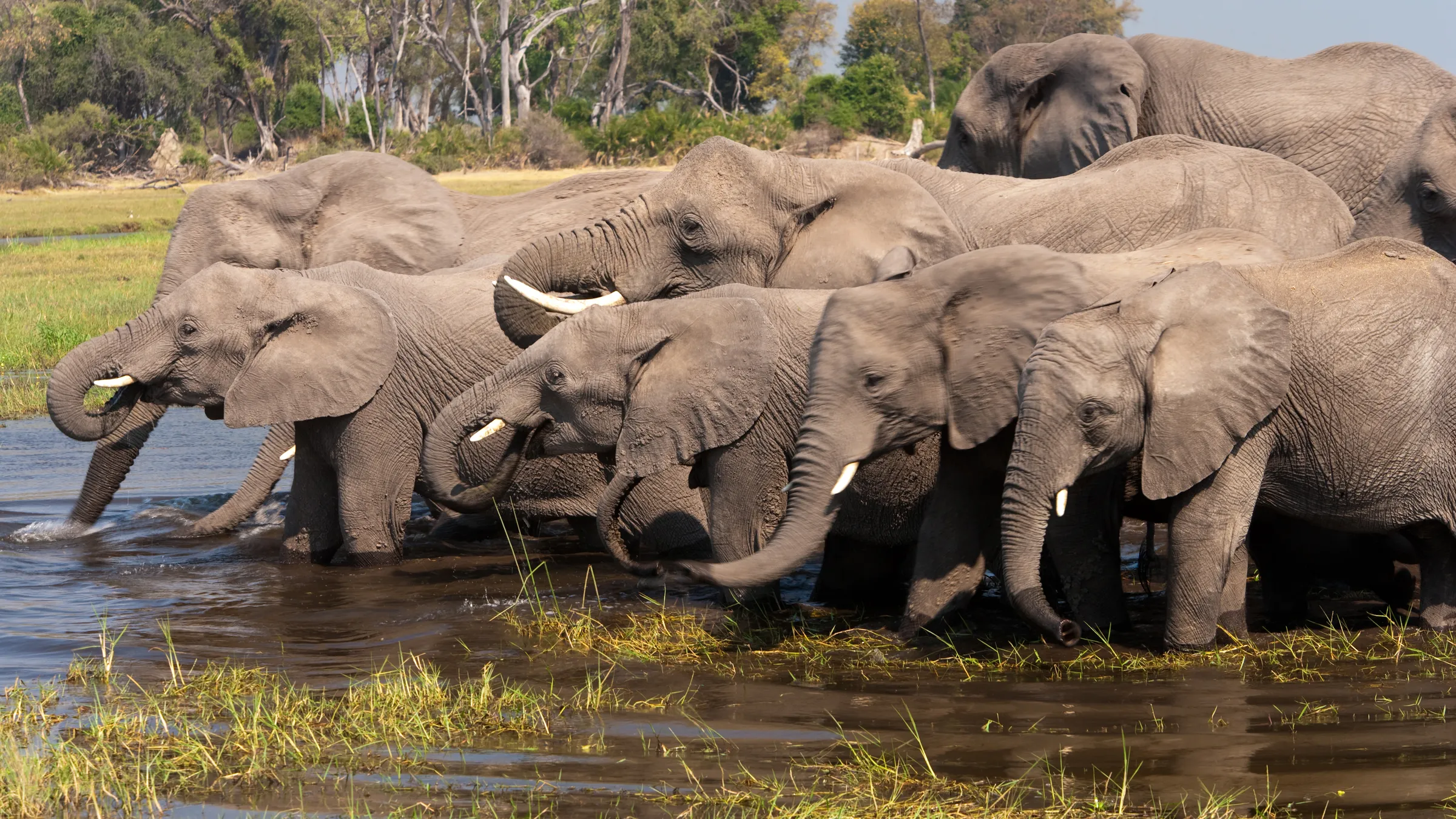 Elefantenherde trinkt am Flussufer, Botswana