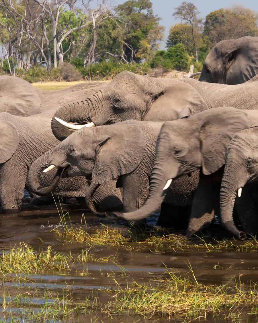 Elefantenherde trinkt am Flussufer, Botswana