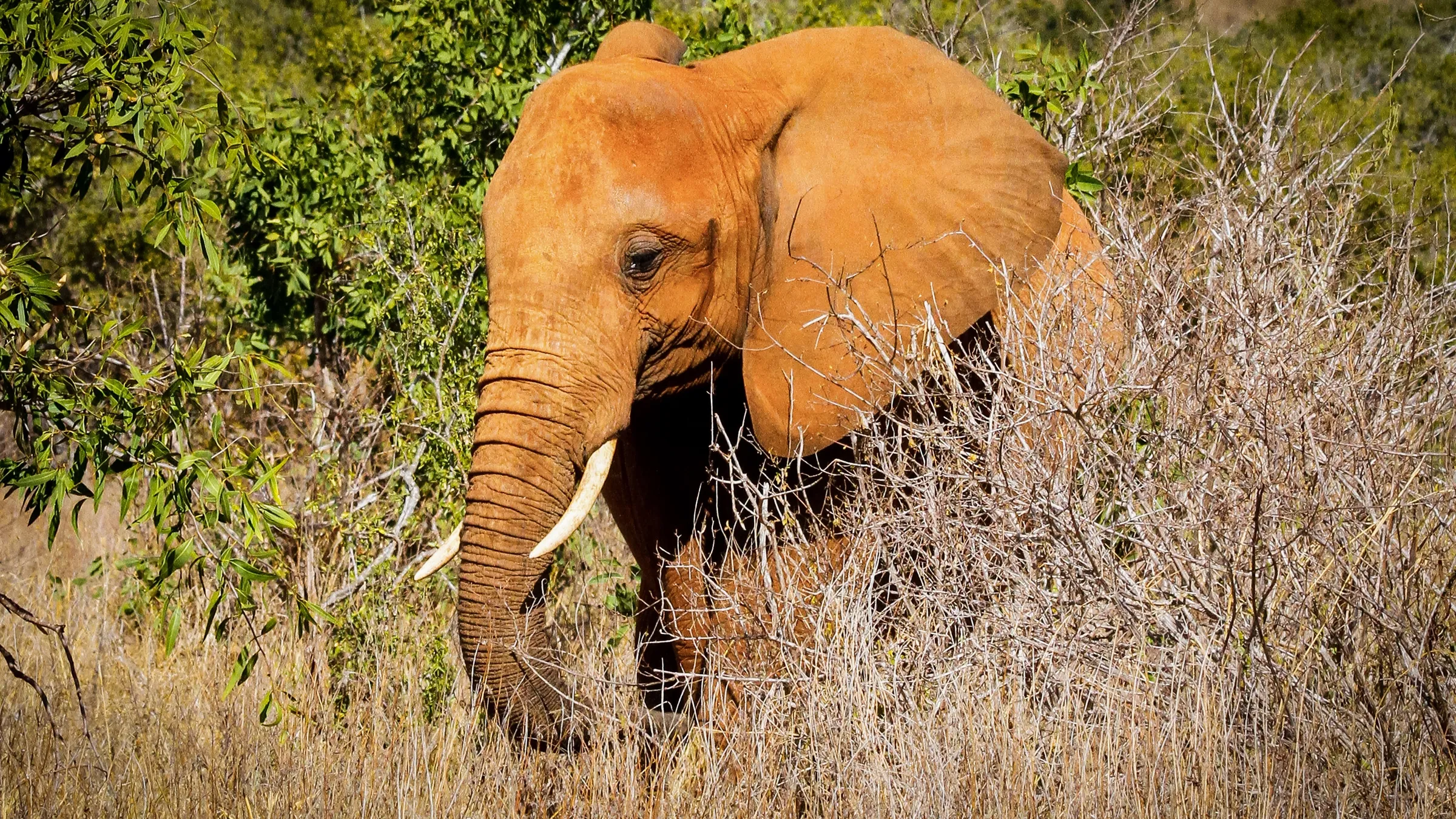 Roter Elefant im Tsavo-Ost-Nationalpark, gefärbt vom Staub