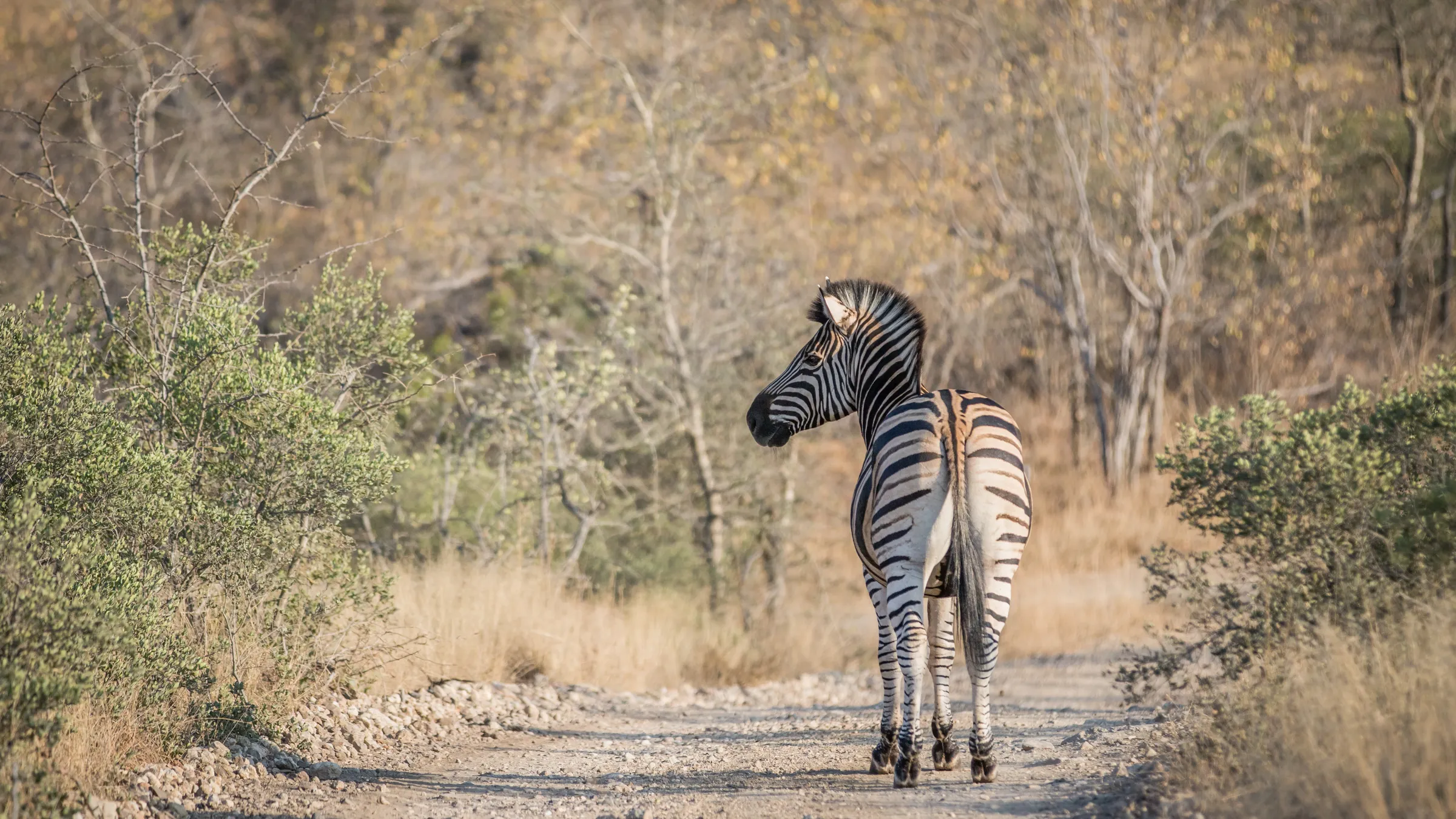 Zebra auf einer Schotterpiste im Buschland