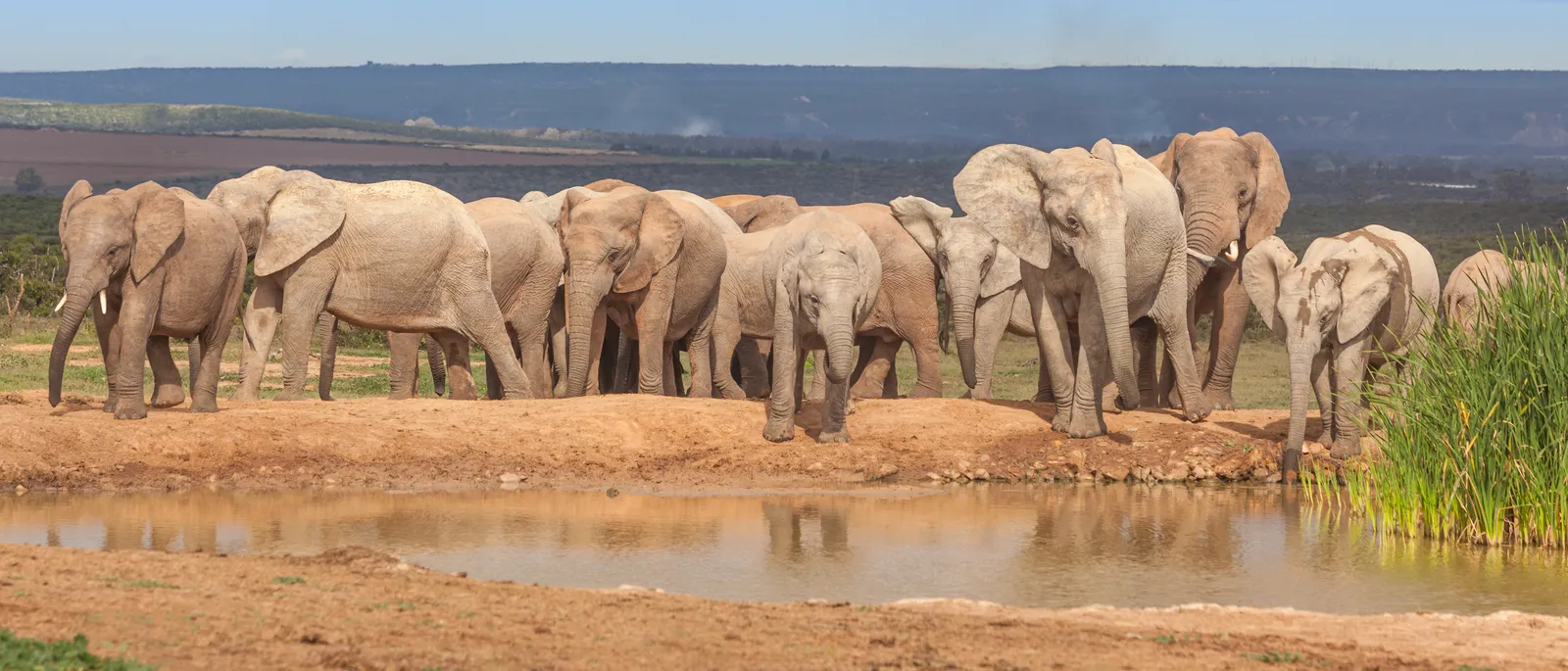Elefantenherde am Hapoor-Damm im Addo Elephant National Park