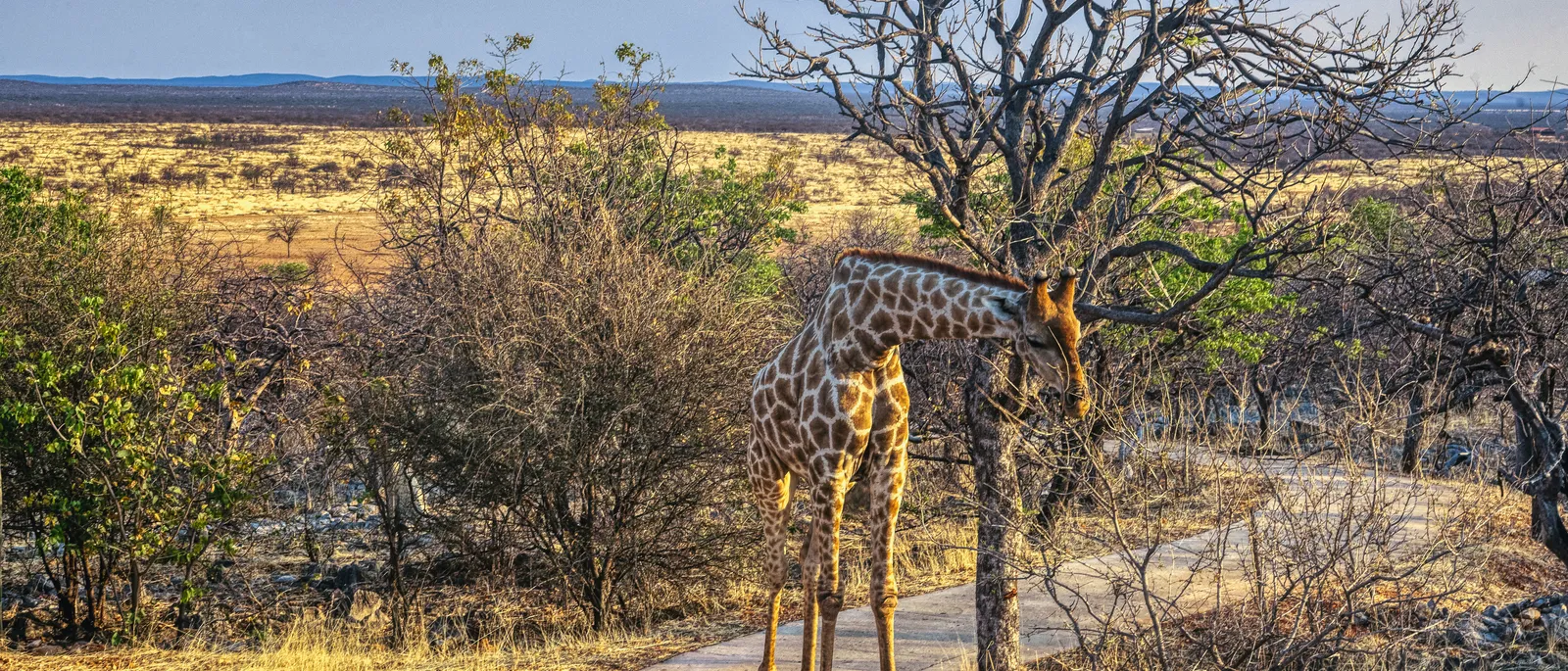 Giraffe frisst an einem Baum im Buschland Südafrikas
