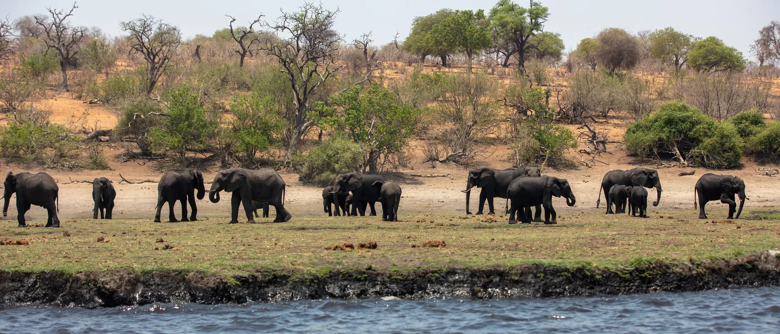 Elefantenherde mit Jungtieren am Ufer des Chobe-Flusses, Botswana