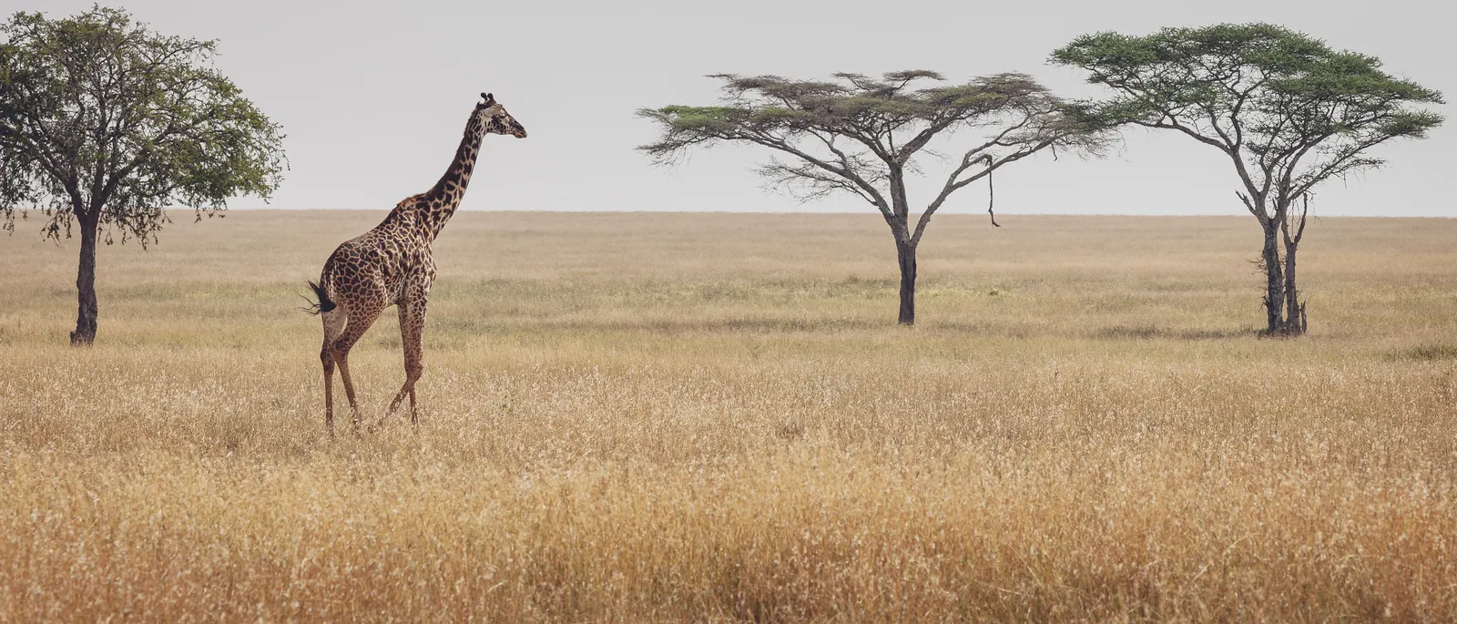 Einzelne Giraffe zwischen Schirmakazien in der Savanne Tansanias