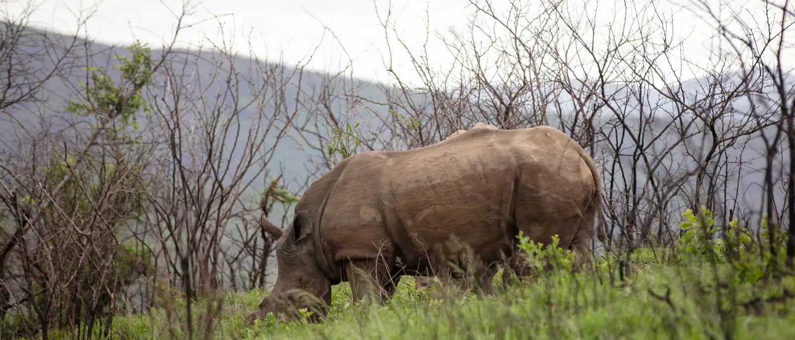 Zwei Breitmaulnashörner grasen in den grünen Hügeln des Hluhluwe-Parks