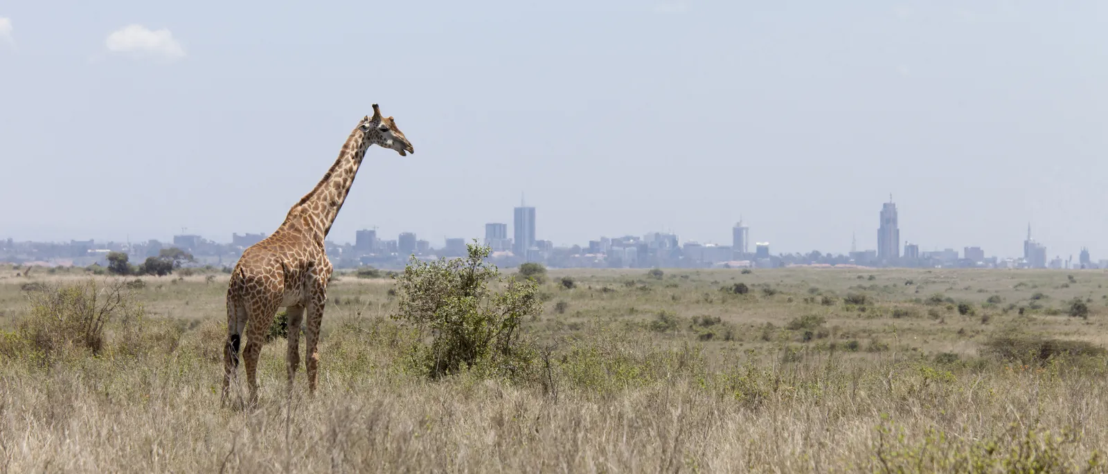 Giraffe im Nairobi-Nationalpark vor der Skyline von Nairobi