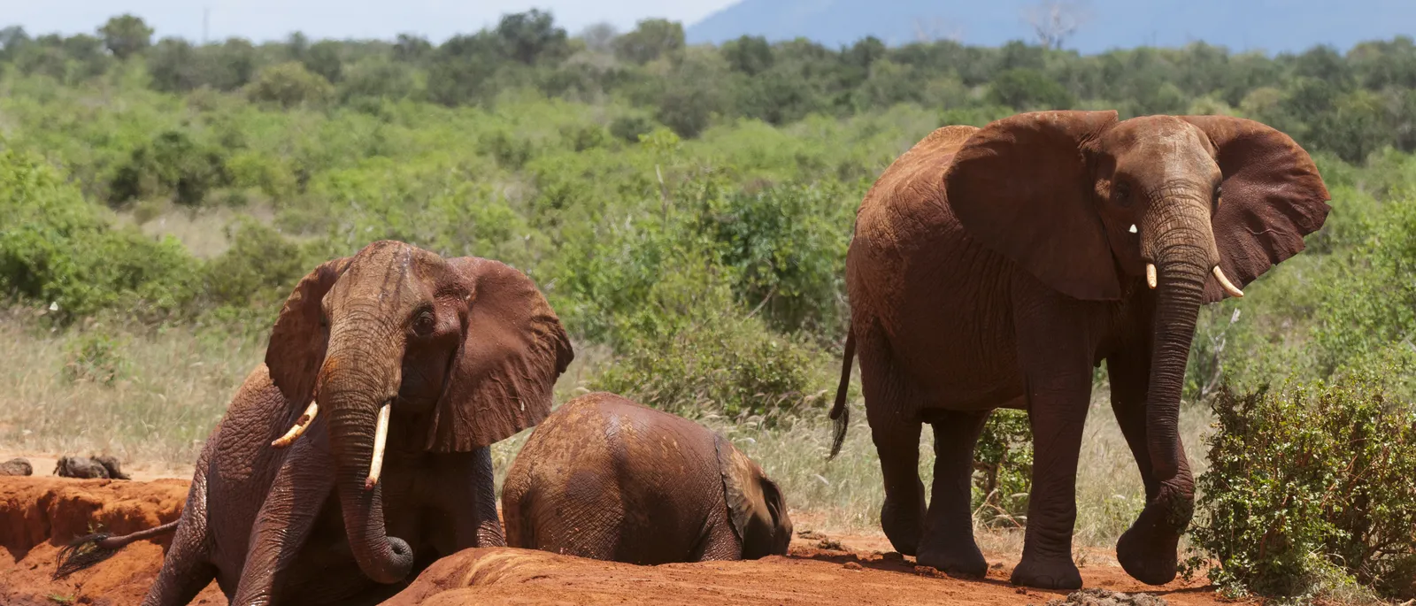 Rote Elefanten am Wasserloch im Tsavo-Ost-Nationalpark, Kenia
