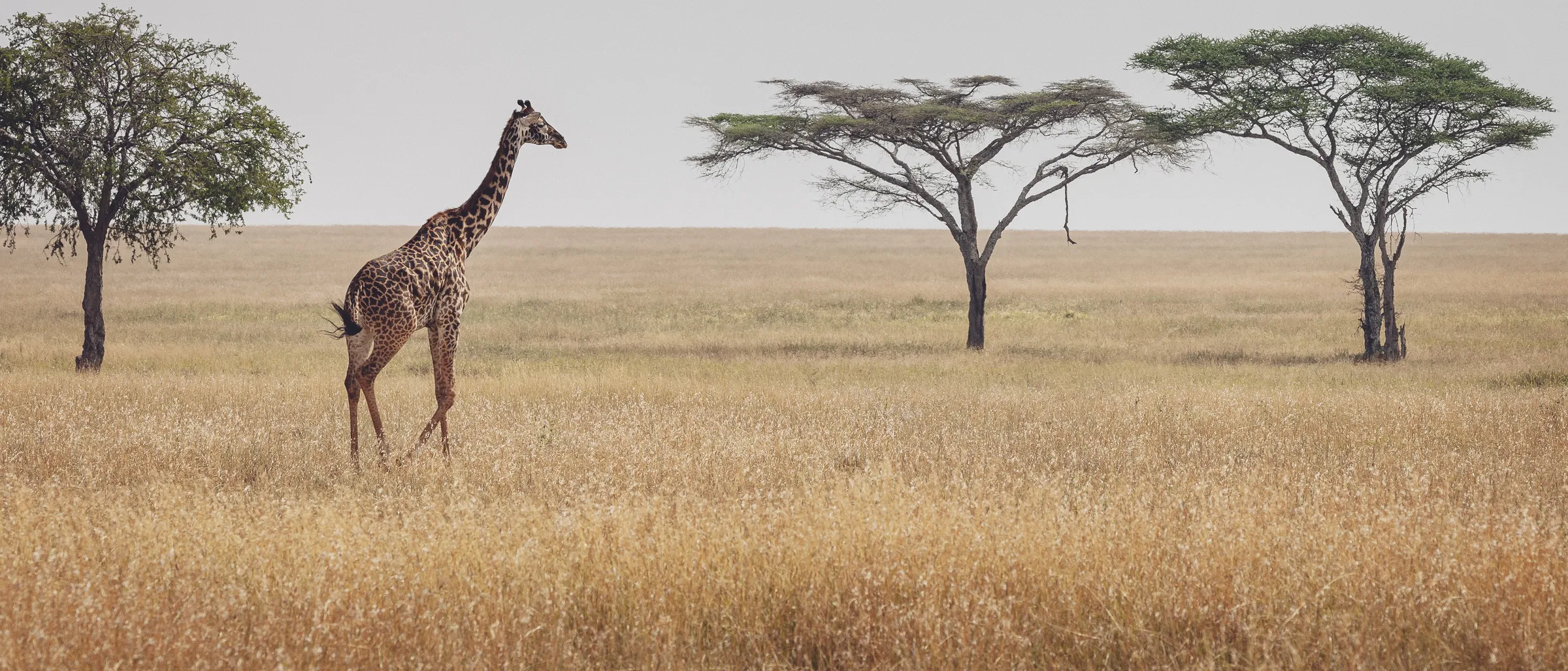 Einzelne Giraffe zwischen Schirmakazien in der Savanne Tansanias – Blick im Mikumi-Nationalpark