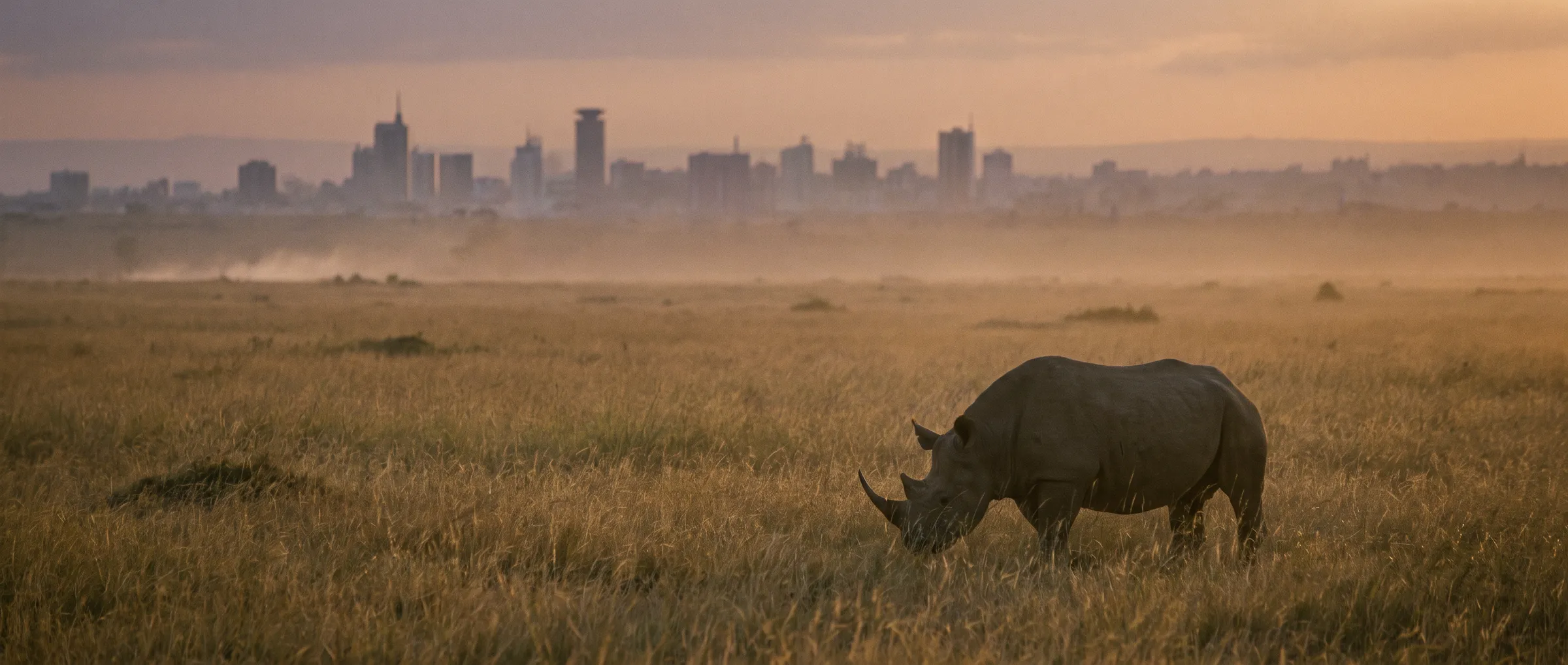 Nashorn im hohen Gras, dahinter die Hochhäuser von Nairobi im Morgendunst – Blick im Nairobi-Nationalpark